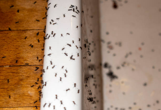 Best Best Pest Control Companies  in Harlem, FL